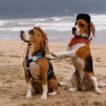 Two Beagle Pups Delight in a Trip to the Beach