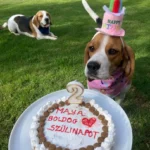 Maya’s Birthday Celebration: Honoring My Adored Beagle
