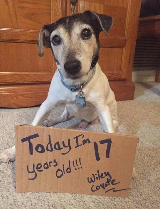 “Today, I turn 17, and I’m eagerly awaiting your heartfelt wishes.”