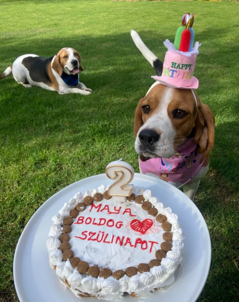 Maya’s Birthday Celebration: Honoring My Adored Beagle
