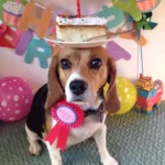 Today is John the Beagle’s birthday, and he pitched in to help Mom mop the floor, earning himself a slice of birthday cake.