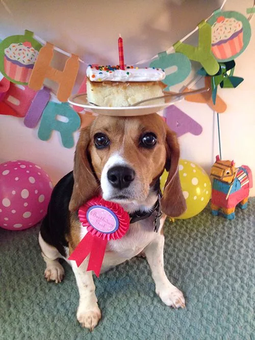 Today is John the Beagle’s birthday, and he pitched in to help Mom mop the floor, earning himself a slice of birthday cake.