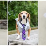 Beagle Bliss: A Wedding Adventure Full of Tail-Wagging Fun