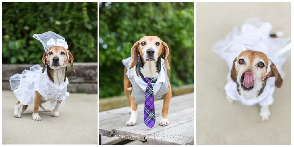 Beagle Bliss: A Wedding Adventure Full of Tail-Wagging Fun