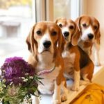 Beagle Bash: A Tail-Wagging Gathering of Friends for Food and Fun!