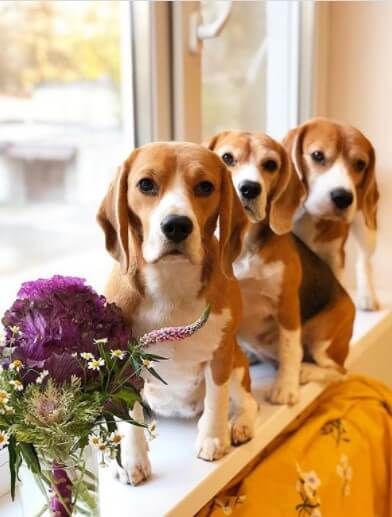 Beagle Bash: A Tail-Wagging Gathering of Friends for Food and Fun!