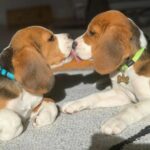 Delightful Beagle Frolics: Thawing the Winter Chill with Playful Snow Adventures