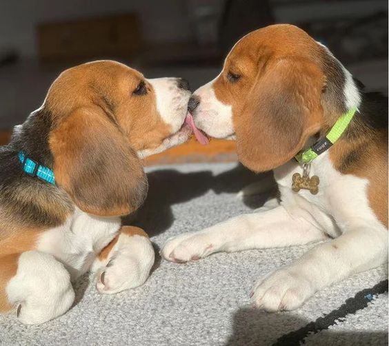 Delightful Beagle Frolics: Thawing the Winter Chill with Playful Snow Adventures