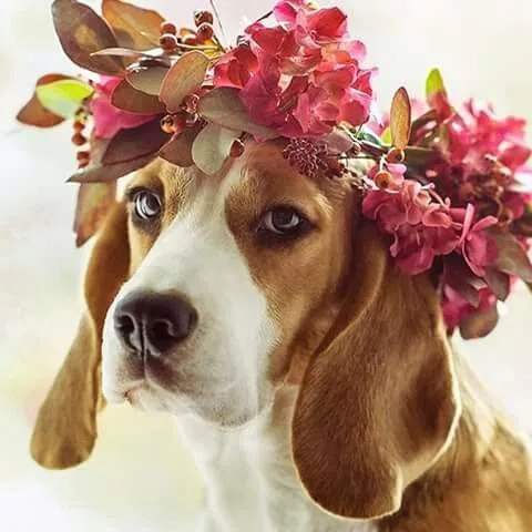 The Daily Delight of a Beagle: Sporting a Floral Crown