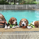 Dive into Summer with a Swimming Competition Featuring Spirited Beagle Companions!