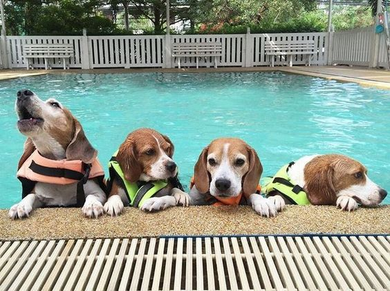 Dive into Summer with a Swimming Competition Featuring Spirited Beagle Companions!