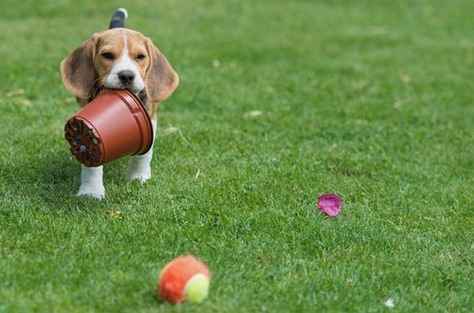 Oh, the antics of the silly Beagle, burying its face into a pot plant, seemingly convinced that ‘If I can’t see you, you can’t see me.