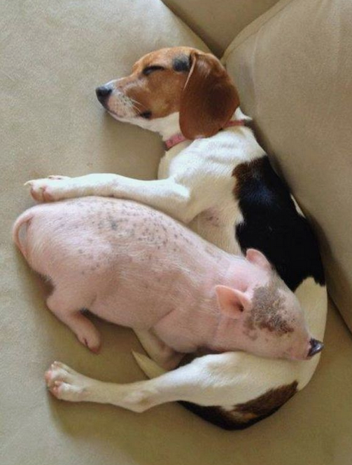 The Beagle’s Hilarious Sleeping Poses Leave Onlookers in Fits of Laughter.