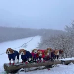 The Beagle Crew’s Snowy Adventure Takes a Chilly Turn