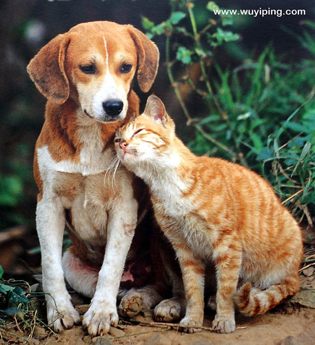 These best friends have been inseparable since their earliest days, enduring a journey of wandering together until they finally found a loving home.