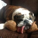 This Beagle Claims a Cozy Spot on the Sofa by Casually Perching on His Snoozing Friend’s Head