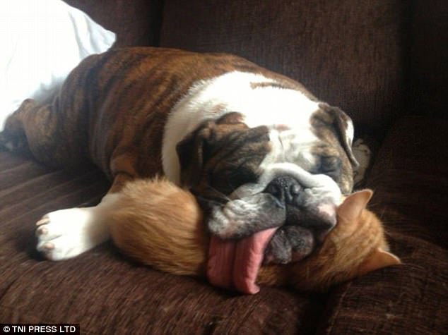 This Beagle Claims a Cozy Spot on the Sofa by Casually Perching on His Snoozing Friend’s Head