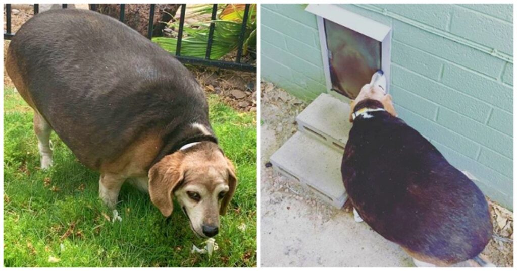 90-Pound Beagle Stuck at Doggy Door Ends Up in Shelter, Seeking a New Home!