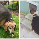 90-Pound Beagle Stuck at Doggy Door Ends Up in Shelter, Seeking a New Home!