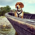 What a Catch! Talented Beagle Joins Fishing Trip and Snags a Duck!