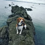 Immerse Yourself in Summer as the Energetic Beagle Dog Embraces a Passion for Swimming