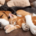 The hesitant Beagle takes on the role of babysitter for two kittens, forming an unbreakable bond of affection.