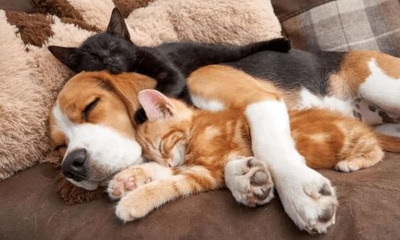 The hesitant Beagle takes on the role of babysitter for two kittens, forming an unbreakable bond of affection.