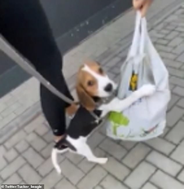 “Snacktime Snooper: Mischievous Beagle Pup Tucker Gets his Paws on a Surprise in Owner’s Shopping Bag”