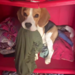 Unexpected Companions: Beagle Navigating Parenthood with Two Kittens