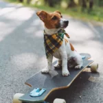 The cute Beagle loves cruising around with its skateboard.