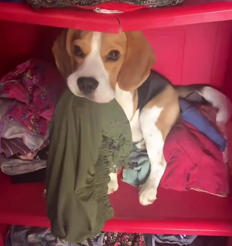 Unexpected Companions: Beagle Navigating Parenthood with Two Kittens