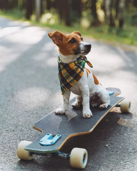 The cute Beagle loves cruising around with its skateboard.