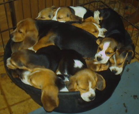 A Cozy Retreat: The Beagle Sofa Sanctuary