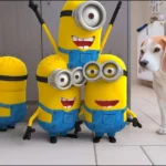 Beagle vs. ‘Tumblin Stuart’ The Minion – A Tale of Irresistible Cuteness!