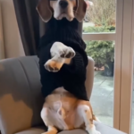 Clever Beagles: Devoted Companions with a Knack for Obedience