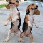 These dogs groove to the rhythm as they dance in the street, balancing effortlessly on their hind legs.