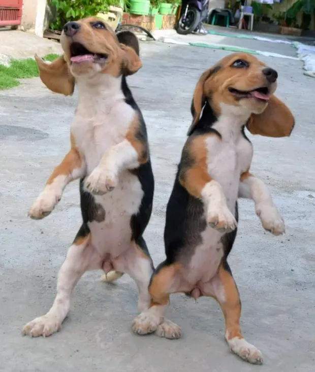 These dogs groove to the rhythm as they dance in the street, balancing effortlessly on their hind legs.