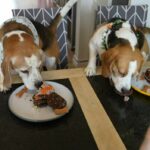 Young Girls Celebrating Their Beagle Dogs’ Birthday with Joy and Excitement