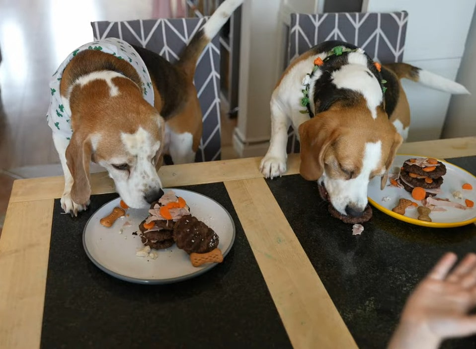 Young Girls Celebrating Their Beagle Dogs’ Birthday with Joy and Excitement