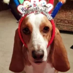 Inventive Fix: Cake-Shaped Fabric Toys for a Beagle with a Sweet Tooth