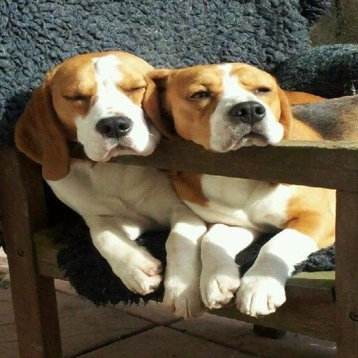 A beautiful conclusion to a love that transcended boundaries, the two Beagle dogs now happily share a home after a passionate kiss by the wall that once separated their families.