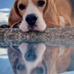 The Beagle’s Heartfelt Display of Affection Leaves Many Touched