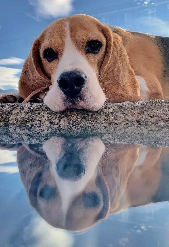 The Beagle’s Heartfelt Display of Affection Leaves Many Touched