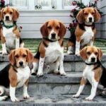 A Home Filled with Beagle Dogs: Every Dog Lover’s Dream Come True.