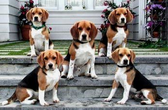 A Home Filled with Beagle Dogs: Every Dog Lover’s Dream Come True.