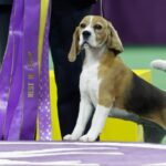 Canadian Beagle Takes Home ‘Best in Show’ Title at Westminster