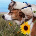 The Sweet Friendship Between a Cat Who Adores Perching on a Beagle’s Head