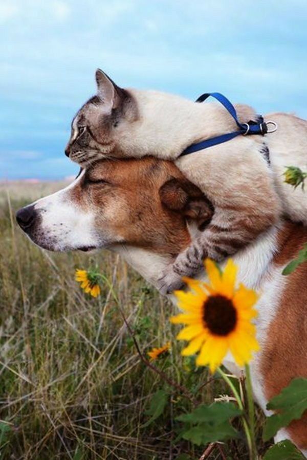 The Sweet Friendship Between a Cat Who Adores Perching on a Beagle’s Head