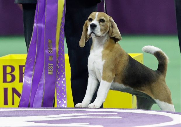 Canadian Beagle Takes Home ‘Best in Show’ Title at Westminster