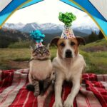 Beagle’s Birthday Bliss: A Joyful Celebration with Gray Cat Best Friend